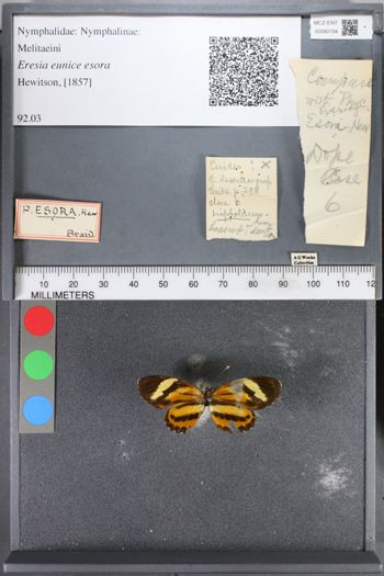 Media type: image;   Entomology 90194